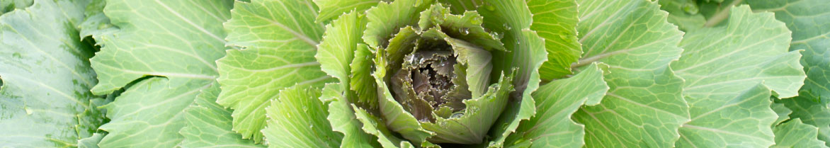 Close-up of Lettuce